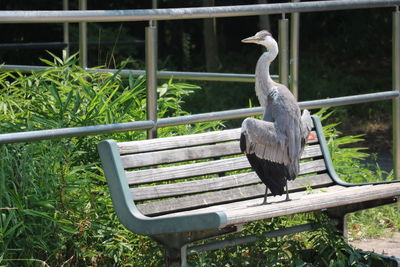 Bird perching on railing