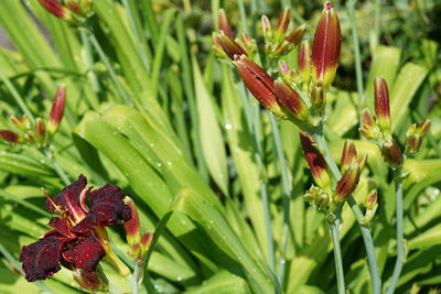 Close-up of red flower on plant