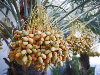 Low angle view of fruits hanging on tree