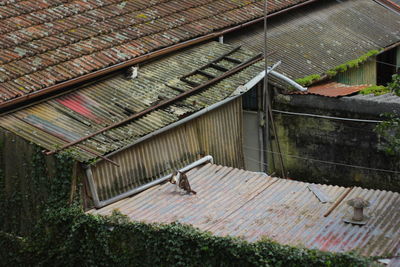 Cat on built structure