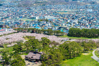 Goryokaku star fort park in springtime cherry blossom. sakura flowers in hakodate, hokkaido, japan