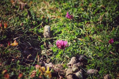 Close-up of pink flowering plants on land