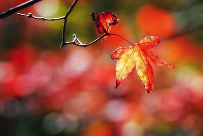 Close-up of red maple leaves on branch