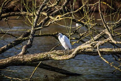 High angle view of gray heron perching on branch in lake