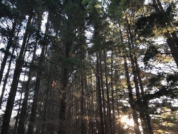 Low angle view of trees in forest