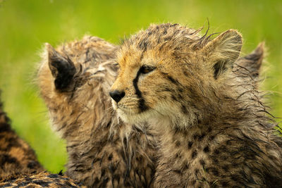 Close-up of cheetah cub sitting with another