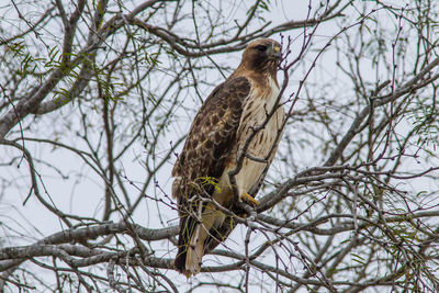 Low angle view of eagle perching on tree