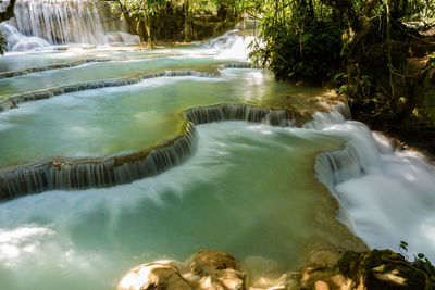 Stream flowing through forest