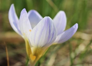 Close-up of white crocus flower on field