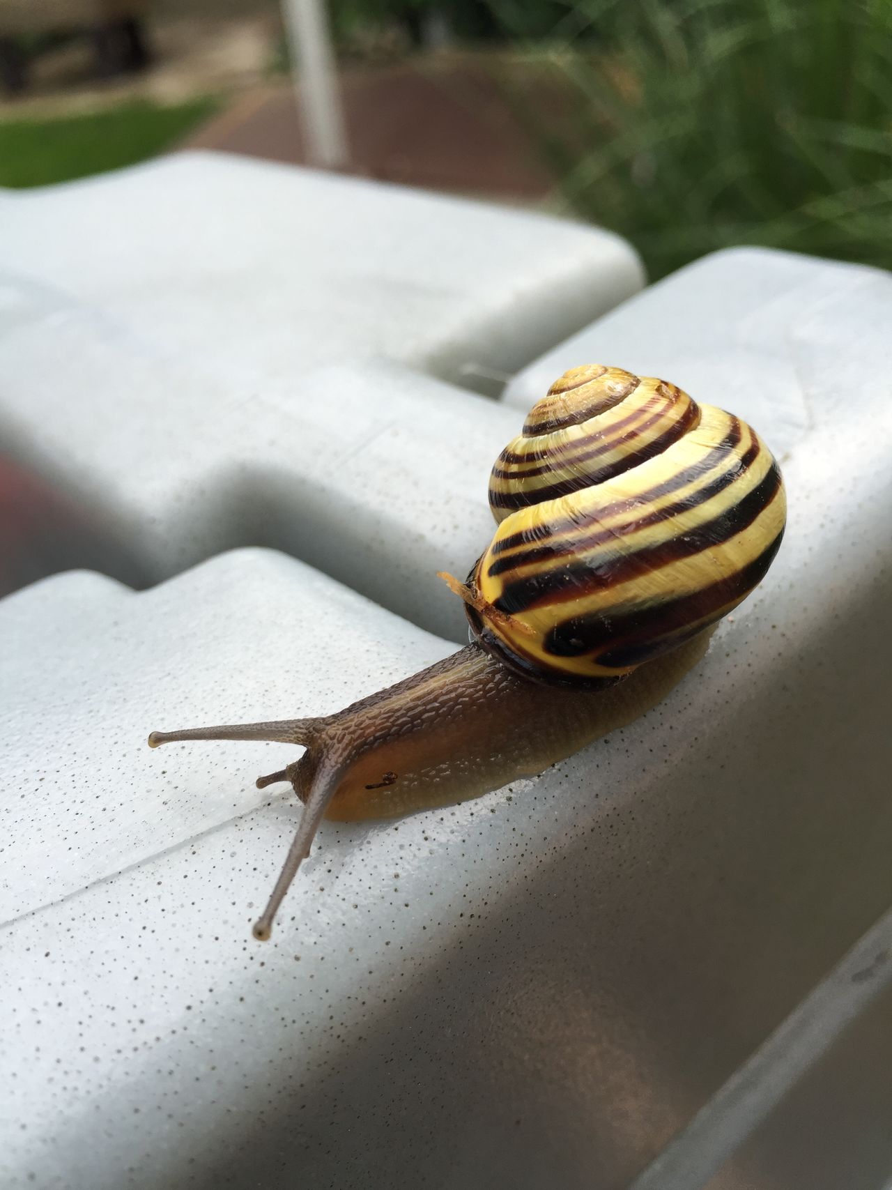 Snail on plastic castle