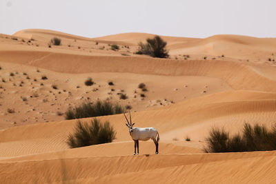 Scenic view of desert