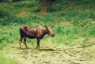 Horse standing on field