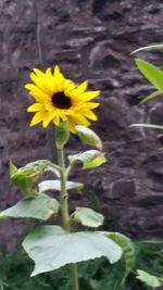 Close-up of yellow flower