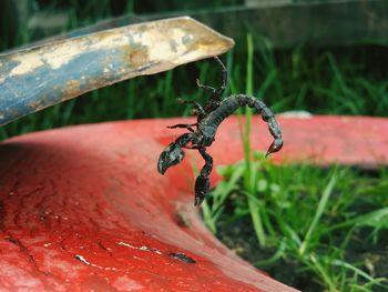 Close-up of scorpion on plant
