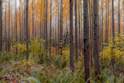 Pine trees in forest during autumn