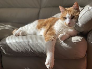 Portrait of cat resting on sofa