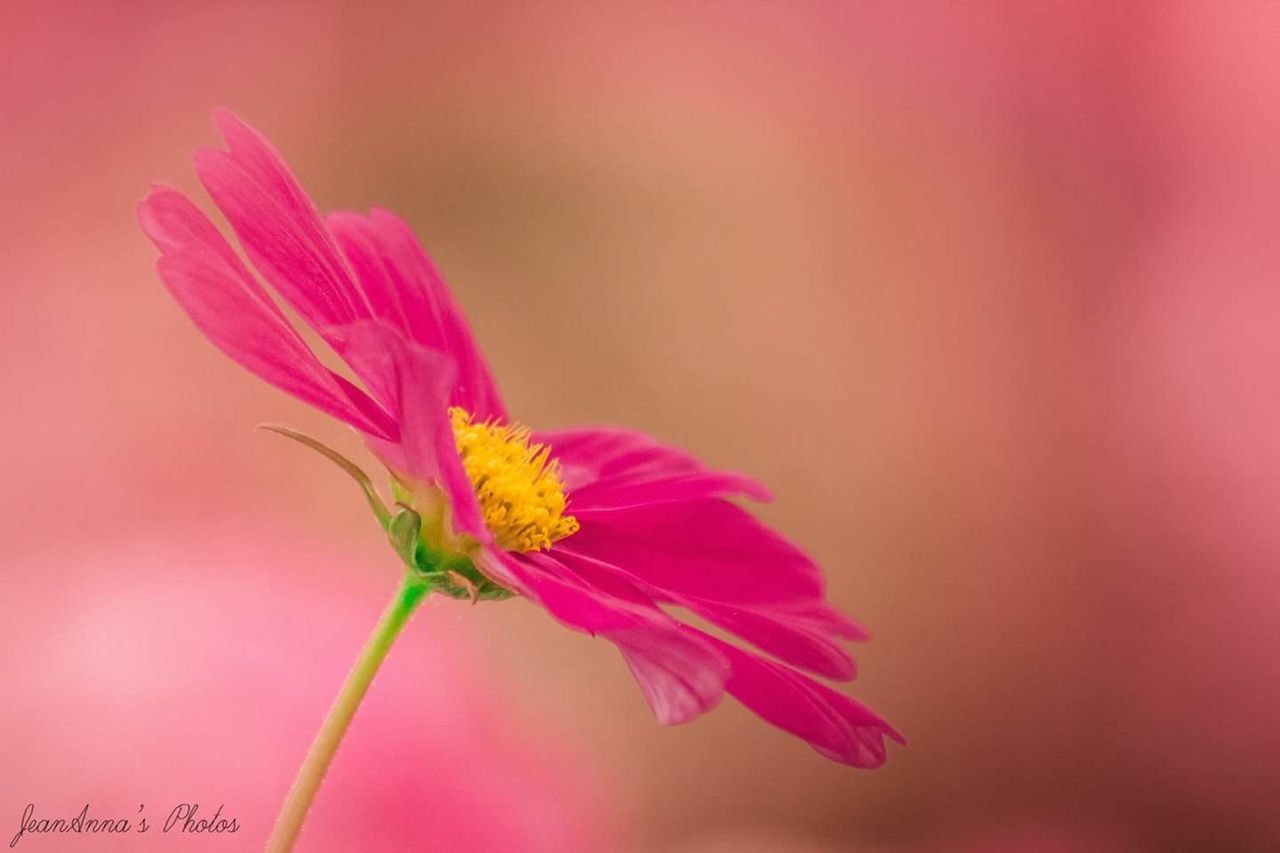 MACRO SHOT OF PINK FLOWERS