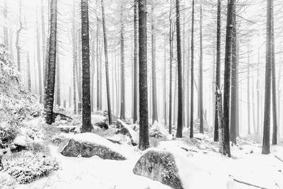 Snow covered pine trees in forest
