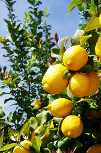 Close-up of lemons on tree