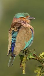 Close-up of bird perching outdoors