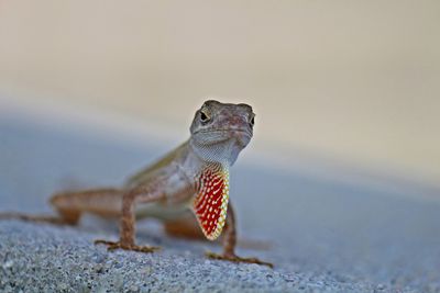 Close-up of a lizard on land