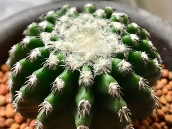 Close-up of cactus flower