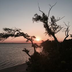 Silhouette tree against sea at sunset