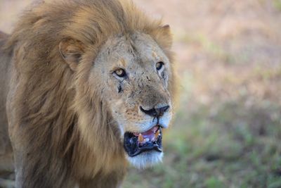 Close-up of a lion