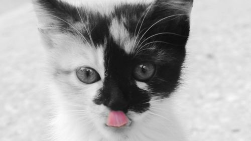 Close-up portrait of cat