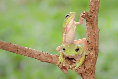 Close-up of frog on branch