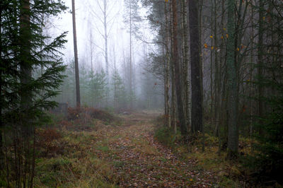 Trees in forest during foggy weather