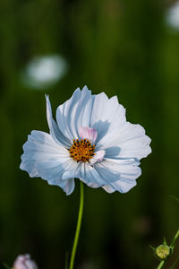 Close-up of white flower in park