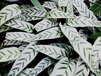 Full frame shot of leaves