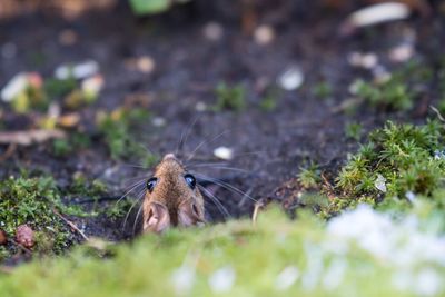 Close-up of bird on grass