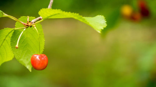 Close-up of cherries on plant