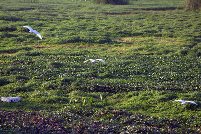 High angle view of sheep on field