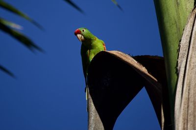 Low angle view of parrot perching on tree against sky