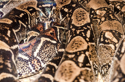 Close-up of snake