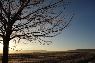 Low angle view of tree against clear sky