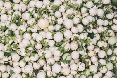 Full frame shot of white brinjals