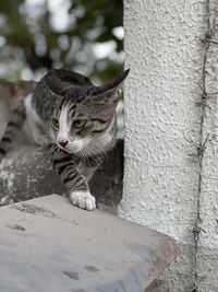 Close-up of a cat