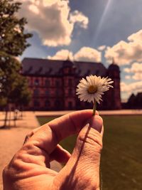 Close-up of hand holding flower against tree