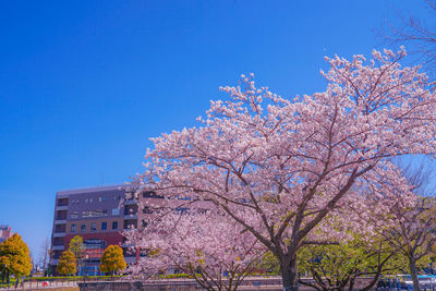 Low angle view of cherry blossom tree against blue sky