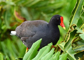 Close-up of black bird perching on plant