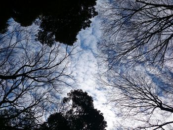 Low angle view of silhouette trees against sky