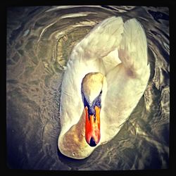 one animal