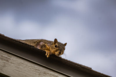 Low angle view of squirrel on rock against sky