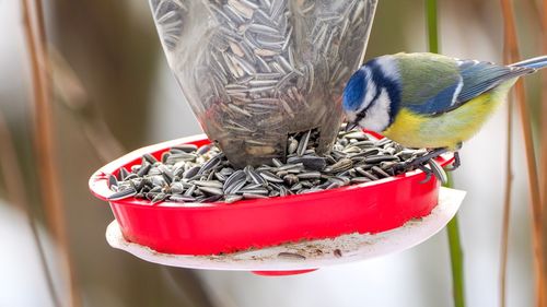 Close-up of bird perching on feeder