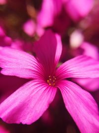 Macro shot of pink flower