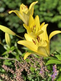 Close-up of yellow flowering plant